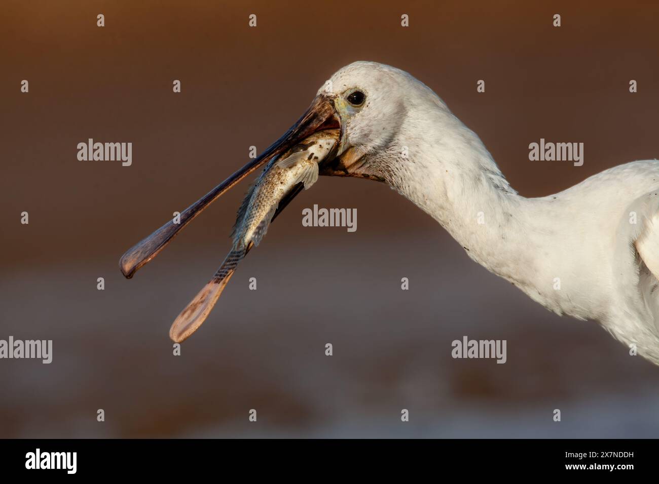 The Eurasian spoonbill (Platalea leucorodia), or common spoonbill, is a ...