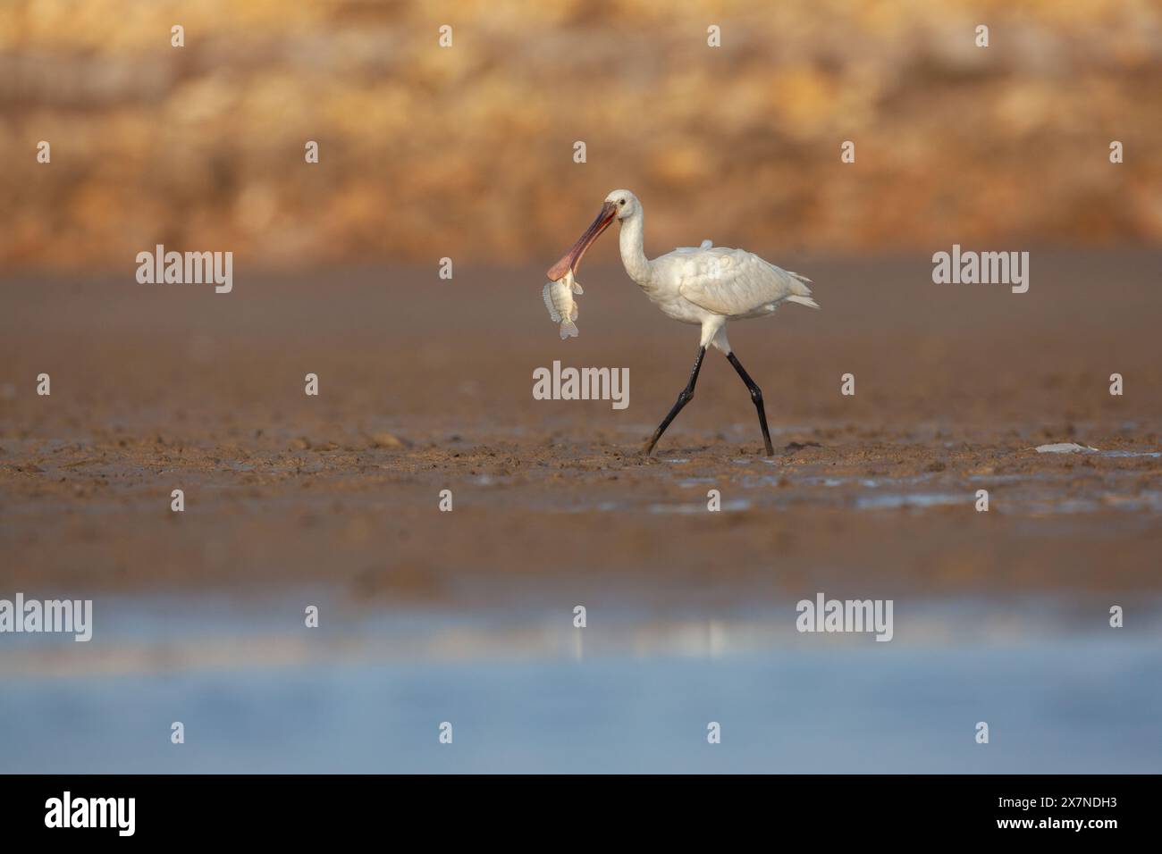The Eurasian spoonbill (Platalea leucorodia), or common spoonbill, is a ...