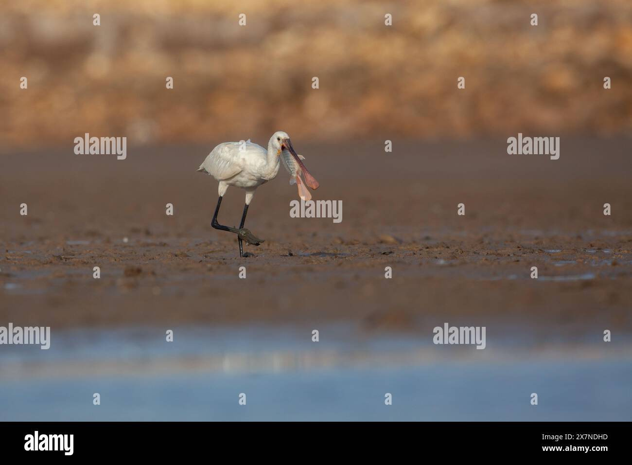 The Eurasian spoonbill (Platalea leucorodia), or common spoonbill, is a ...