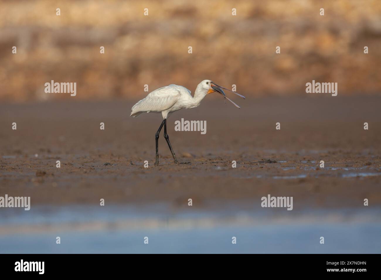 The Eurasian spoonbill (Platalea leucorodia), or common spoonbill, is a ...