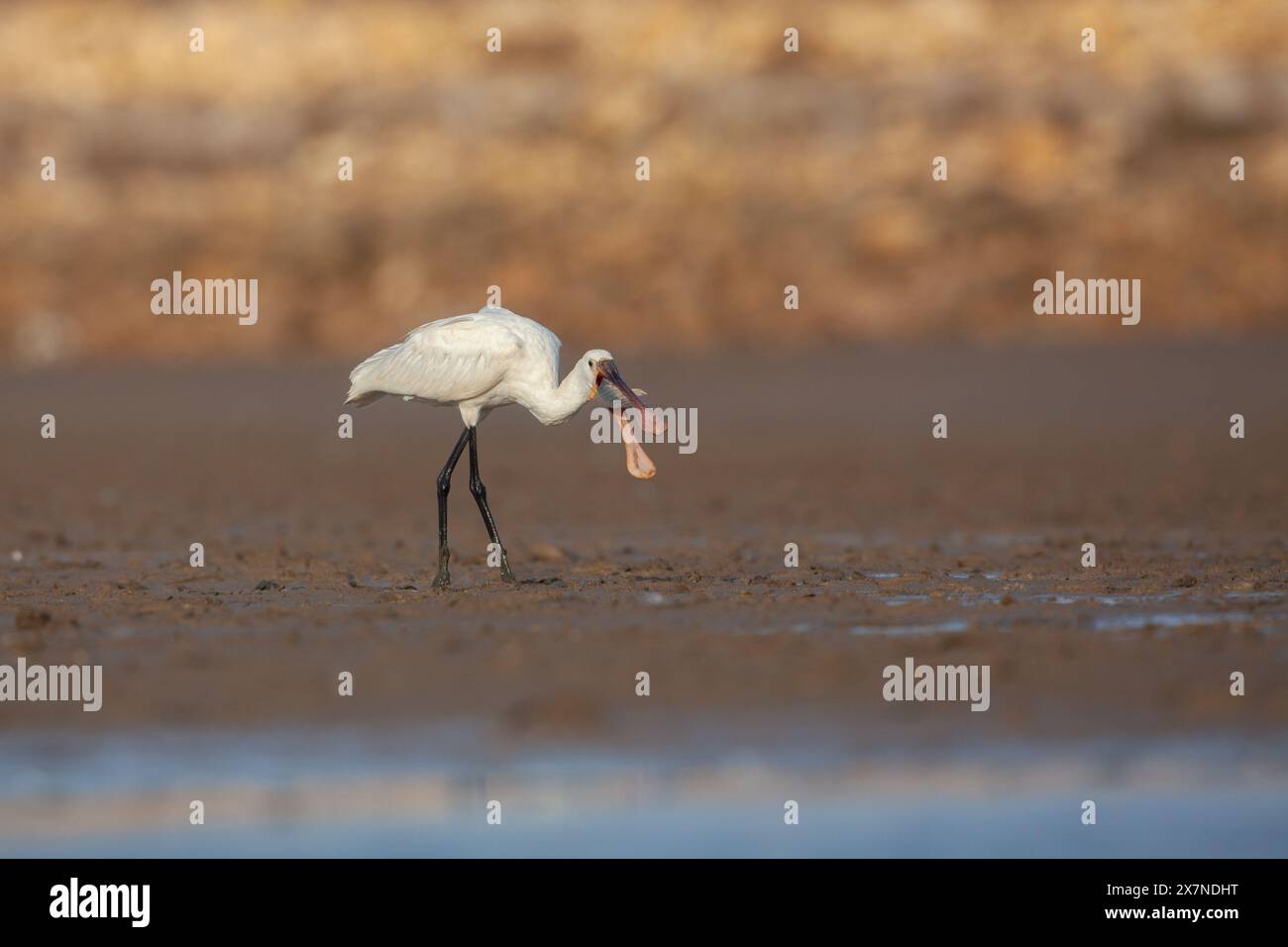 The Eurasian spoonbill (Platalea leucorodia), or common spoonbill, is a ...