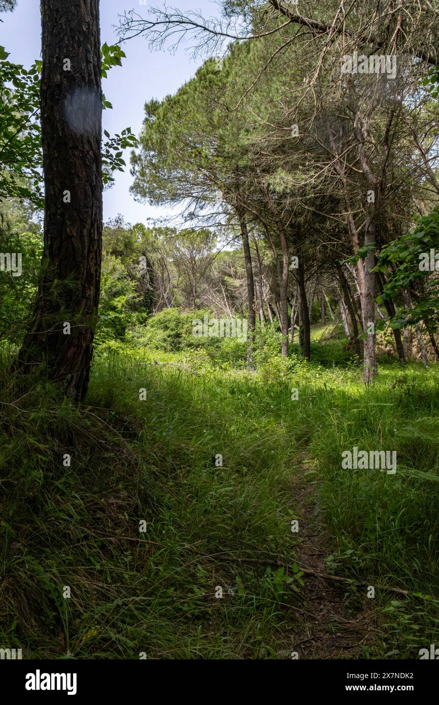 'A green escape into the forest, where nature’s beauty heals and inspires. ??' Stock Photo