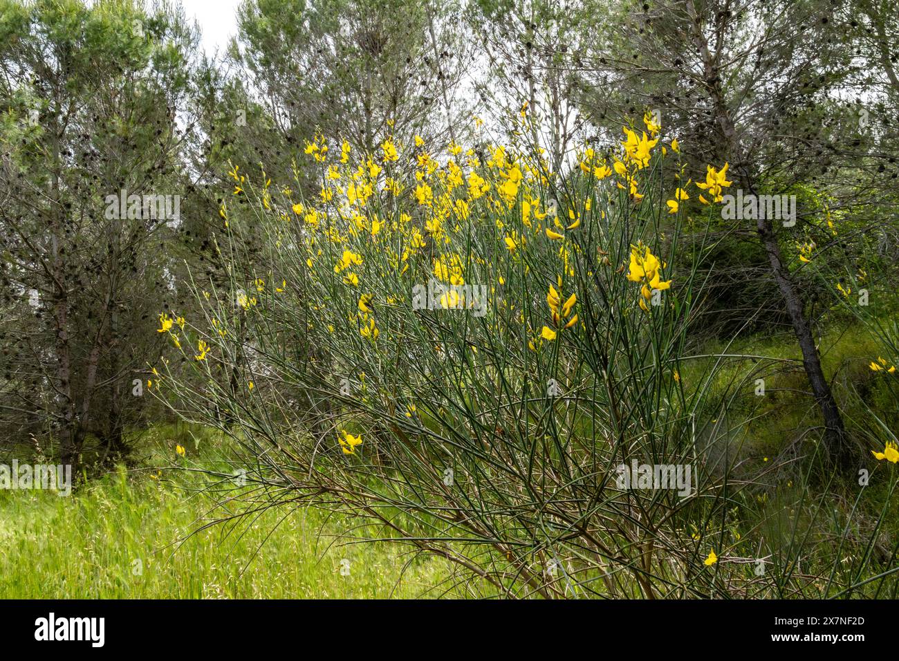 Yellow flowers in the middle of the forest Stock Photo