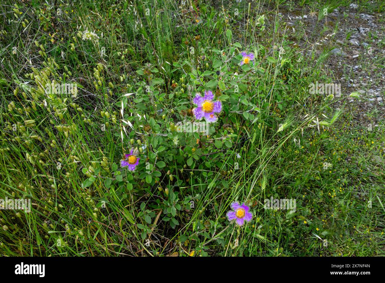purple flowers in a forest green scenery Stock Photo - Alamy