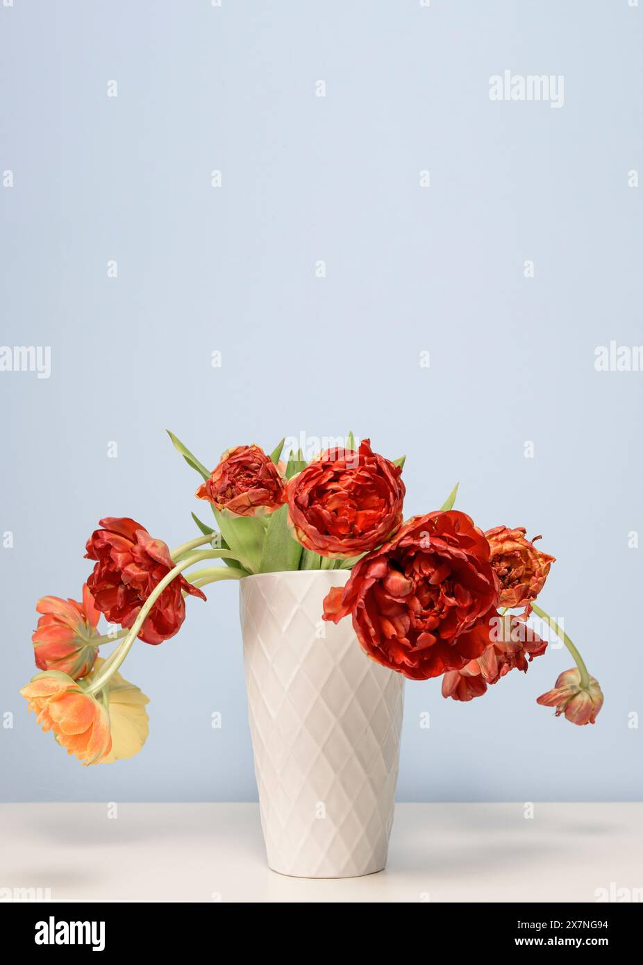 Yellow and red peonies in a white ceramic vase on a light blue background. Stock Photo