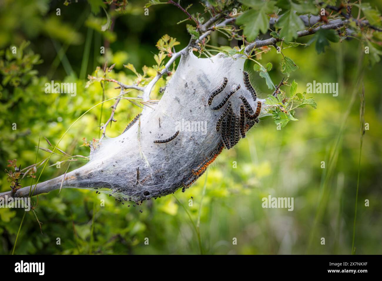 Young caterpillars in the nest (Lymantria dispar Stock Photo - Alamy
