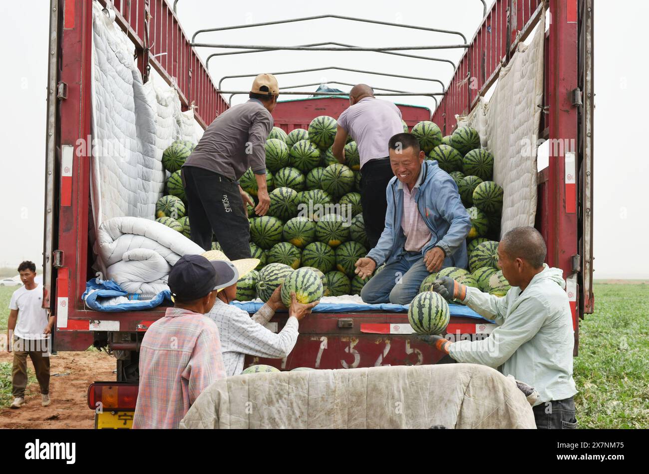 Line Loading Watermelons TURPAN, CHINA - MAY 21, 2024 - Farmers load high-quality watermelons ...