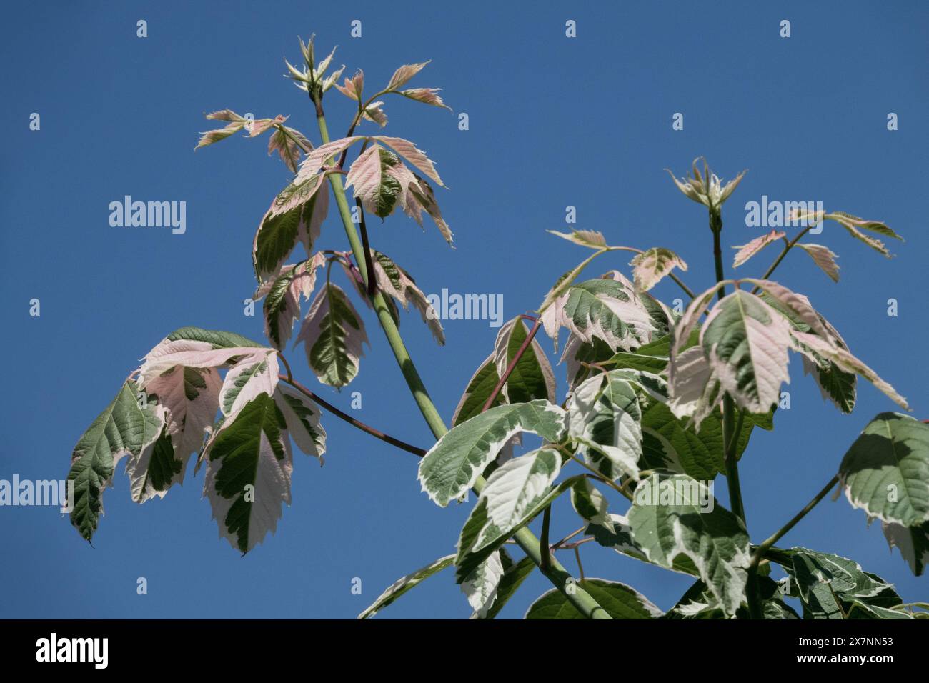 Boxelder Acer Negundo 