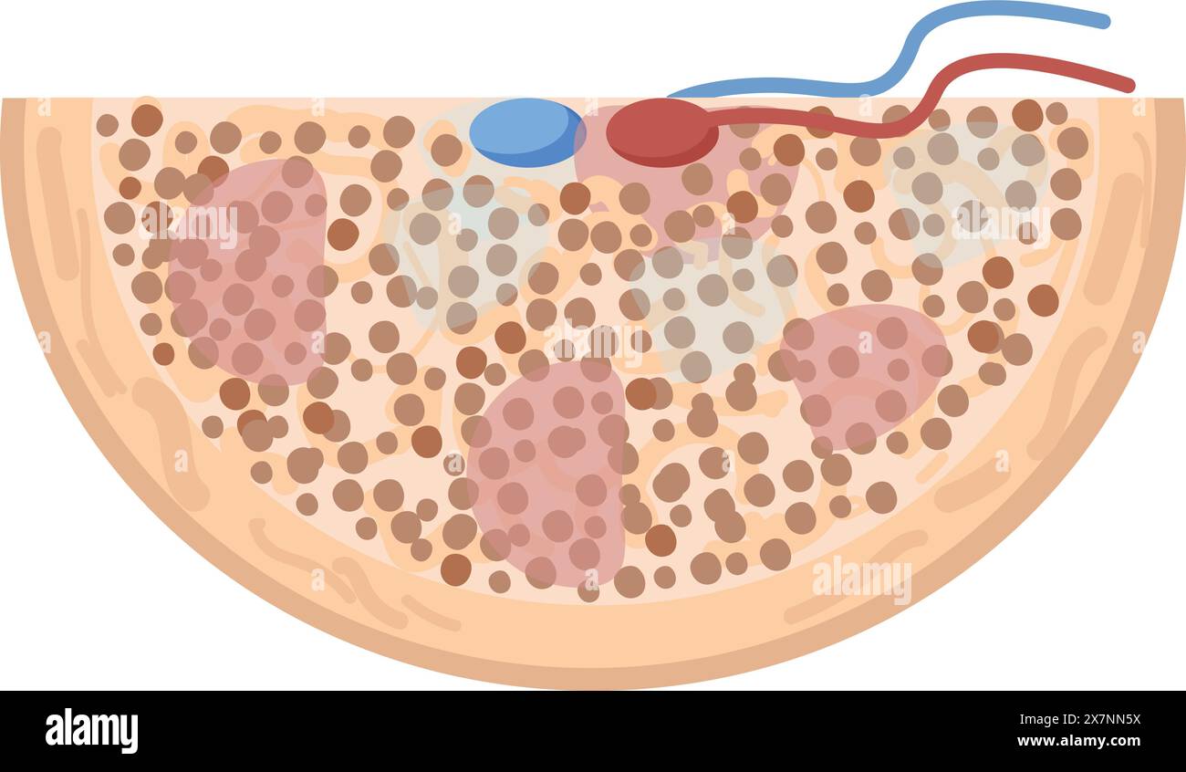 Crosssection of human skin illustration Stock Vector Image & Art - Alamy