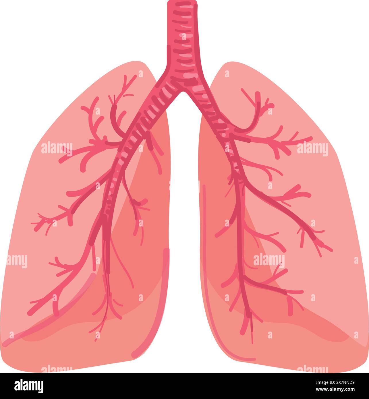 Human respiratory system anatomy illustration Stock Vector Image & Art ...