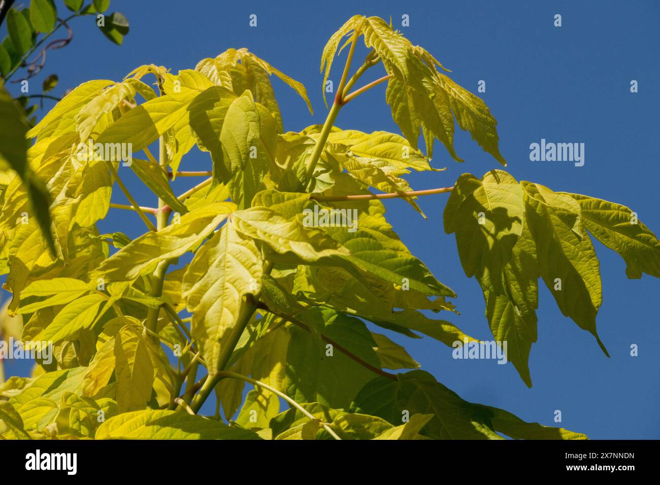 Acer negundo auratum hires stock photography and images Alamy