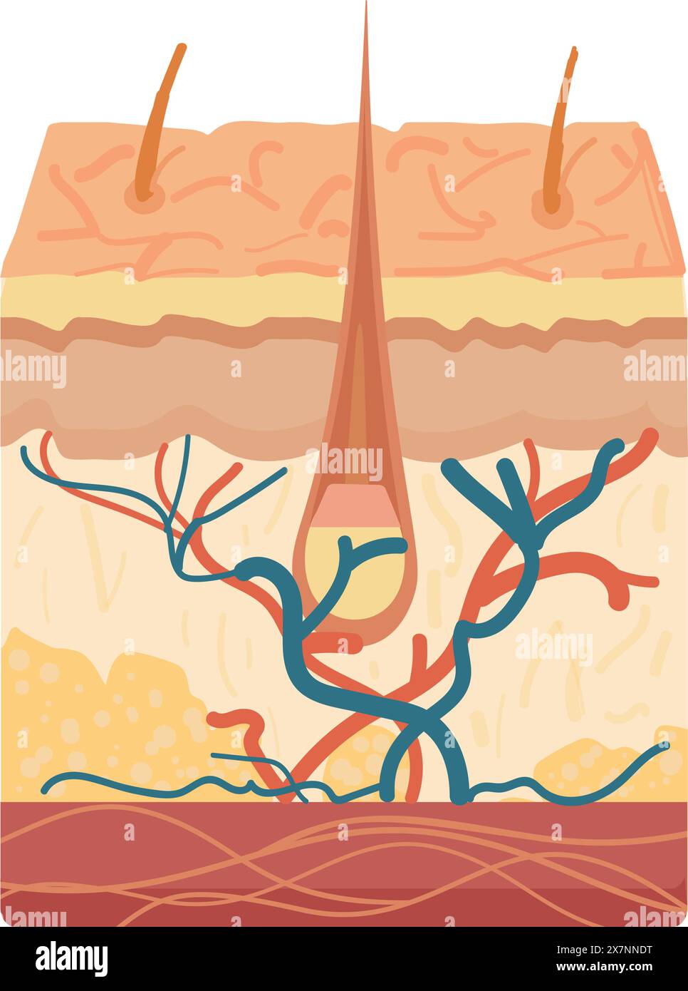Soil layers diagram with plant roots Stock Vector