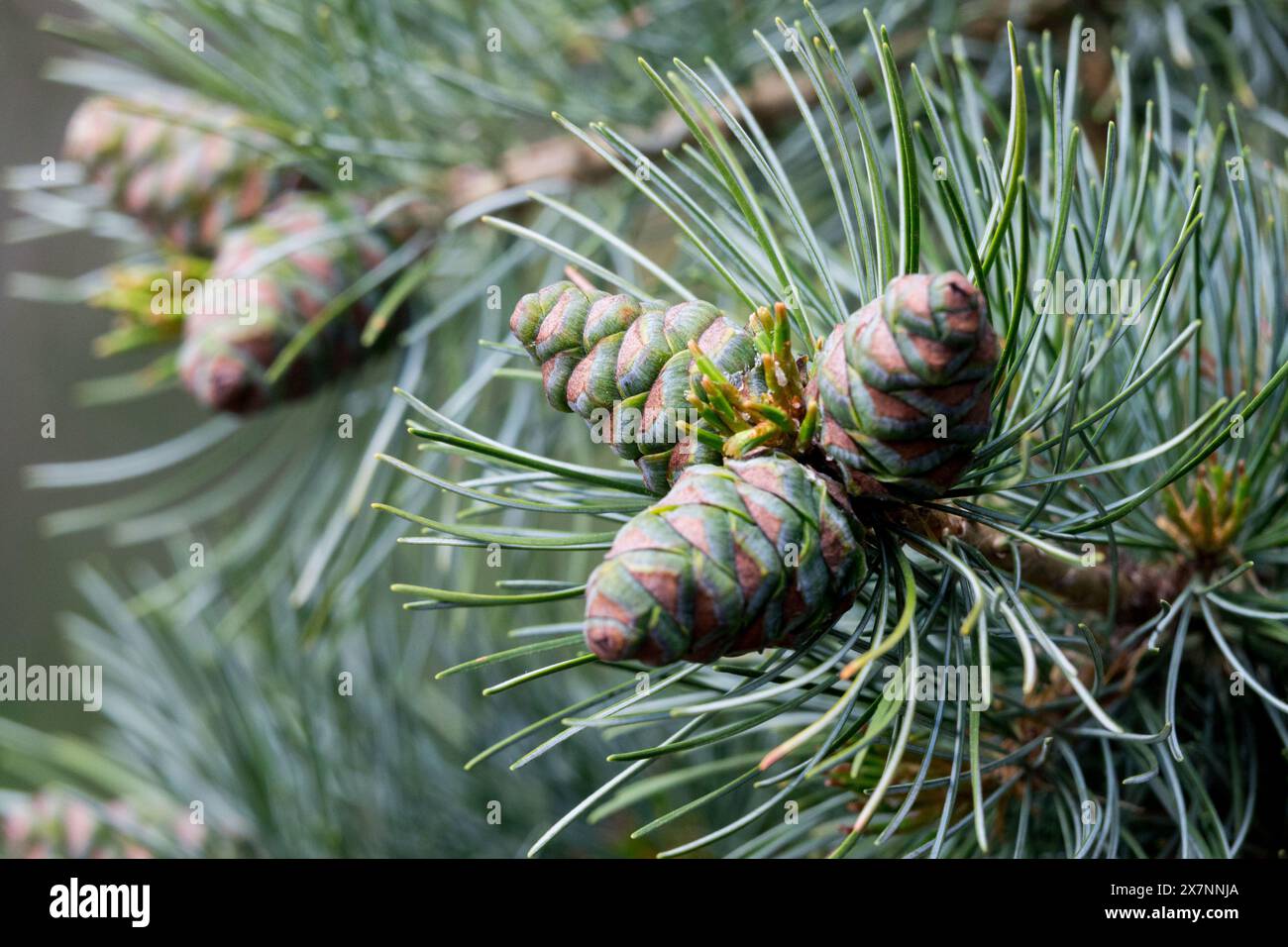 Japanese White Pine Cones, Pinus Parviflora 'Glauca' Stock Photo