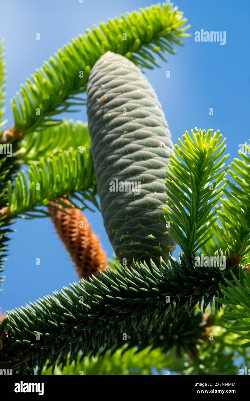 Delavays Fir Cone Abies delavayi Stock Photo