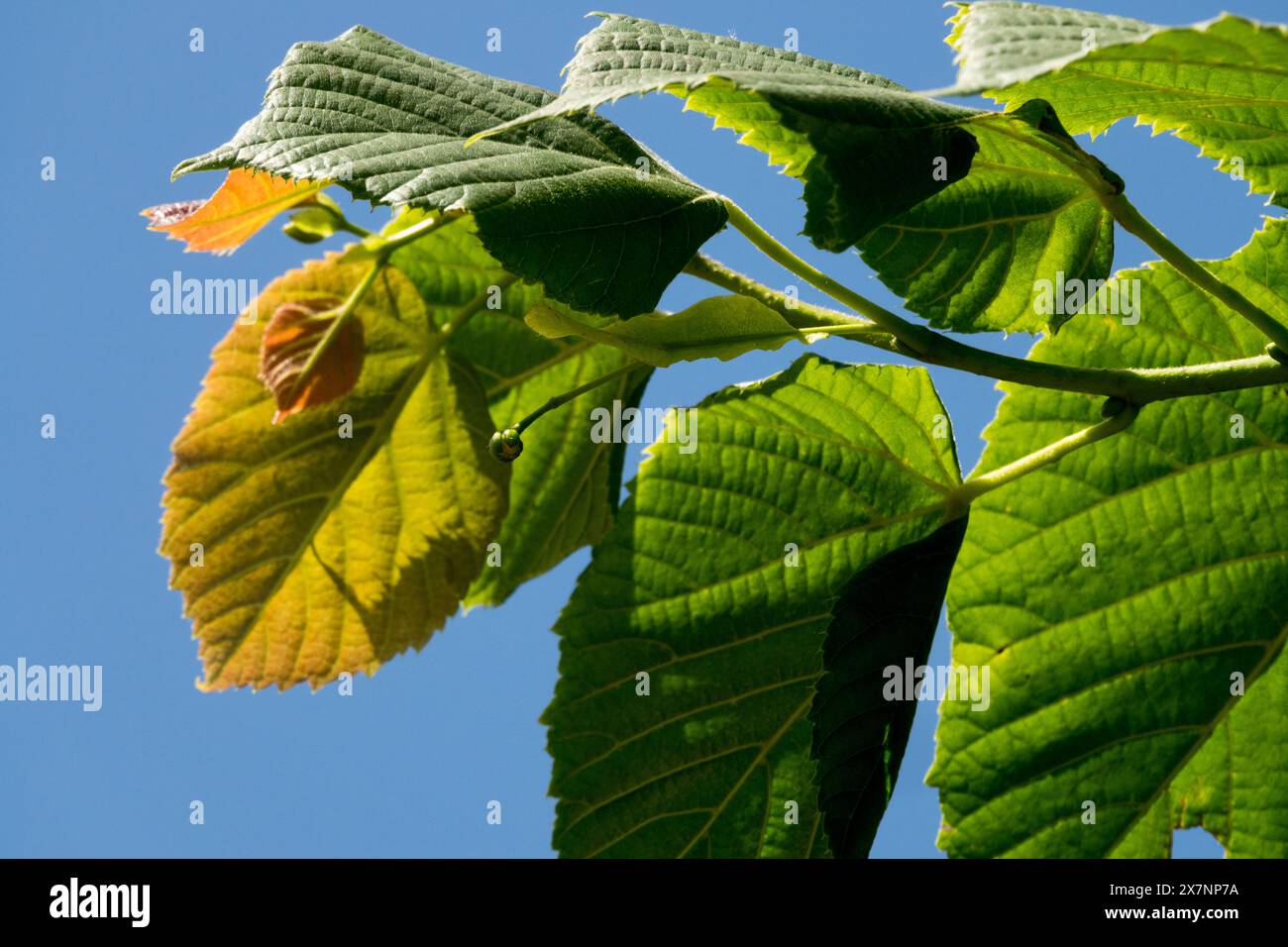 Large-leaved lime, Tilia platyphyllos 'Rubra' Largeleaf linden Stock Photo