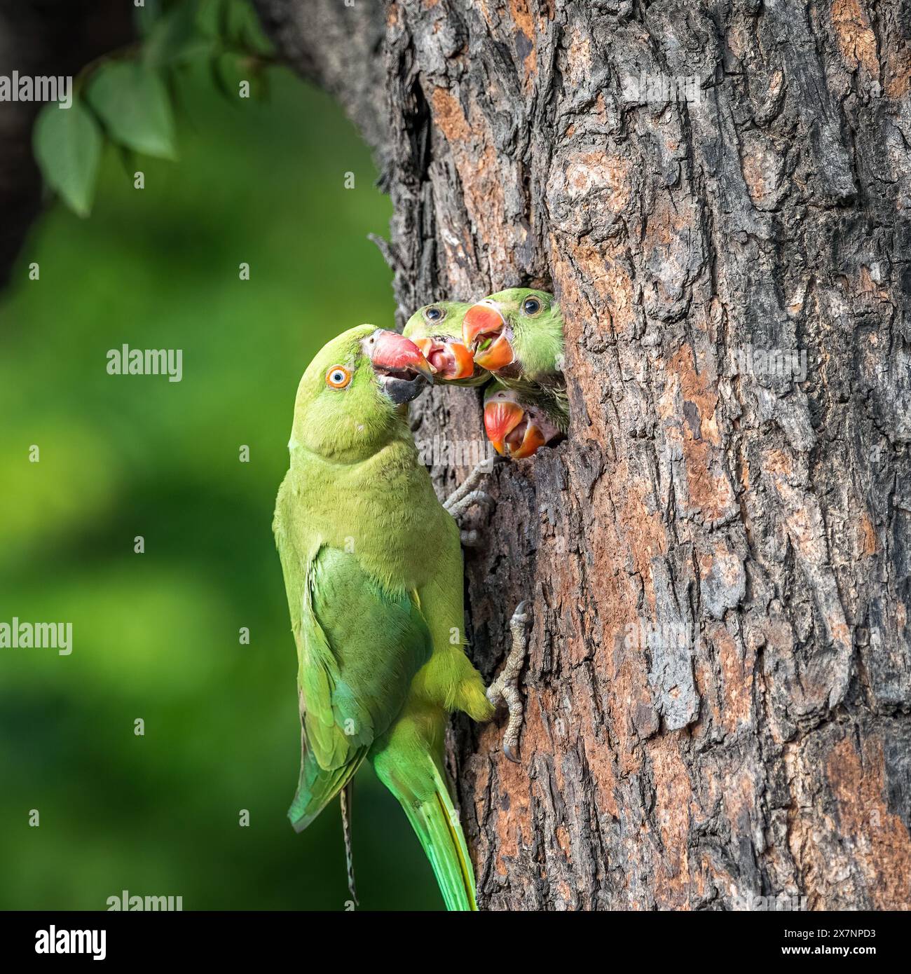 The parrot babies enjoy their meal CHANDIGARH, INDIA HILARIOUS IMAGES ...