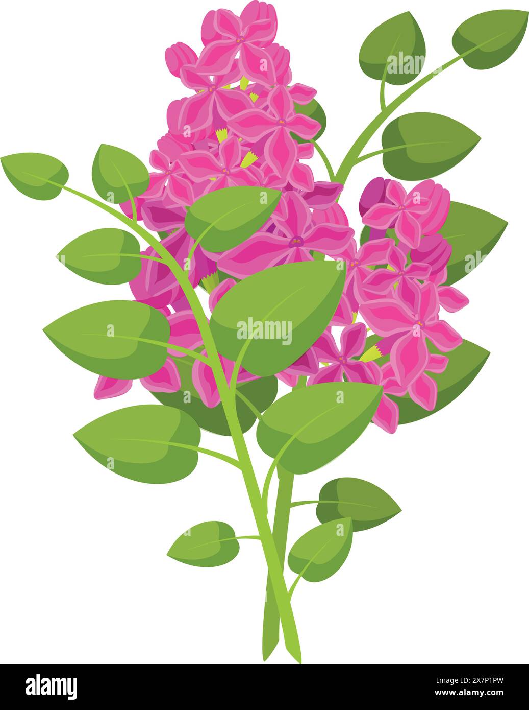 Vector graphic of a lush pink lilac bloom with green leaves, isolated on white Stock Vector