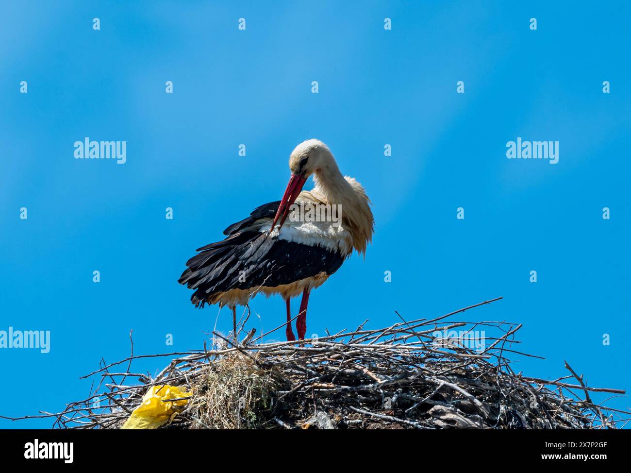 Bulgaria Malomirovo 21st May 2024: Local man watchers, waiting for the first sign of the young White Storks April and May have been wettter then normal can effect the baby 's White Storks, are a sign of health in rural villages.  :Clifford Norton  Alamy Live Stock Photo