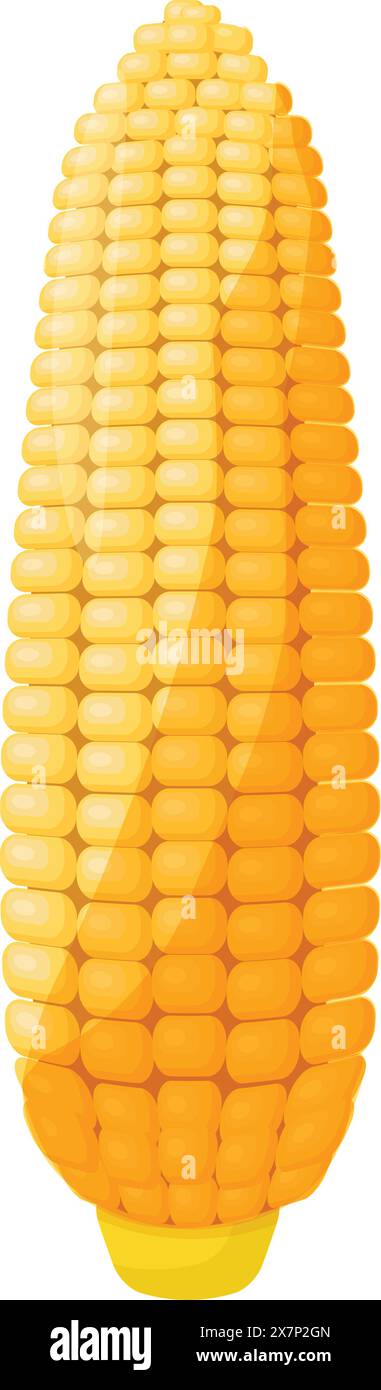 Fresh yellow corn cob isolated on white background Stock Vector Image ...