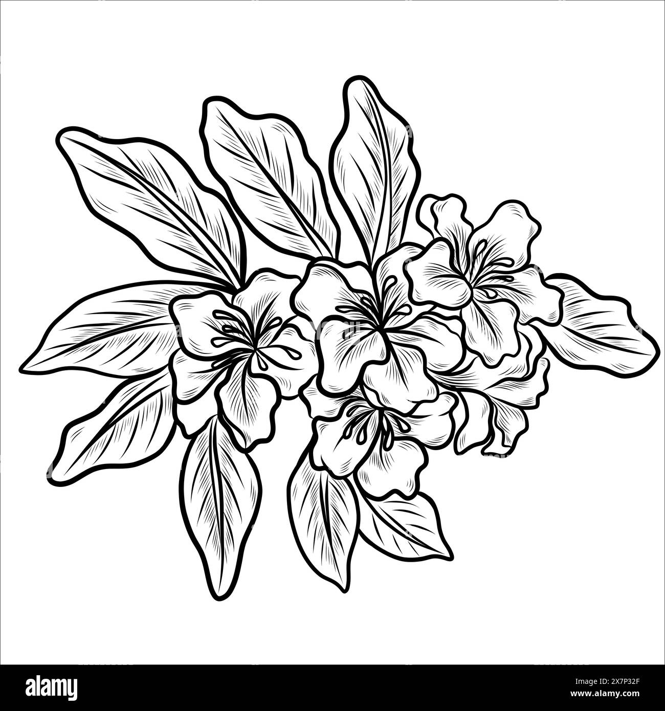 Rhododendron flower outlines. Botanical line art. Vector Azalea flowers Stock Vector