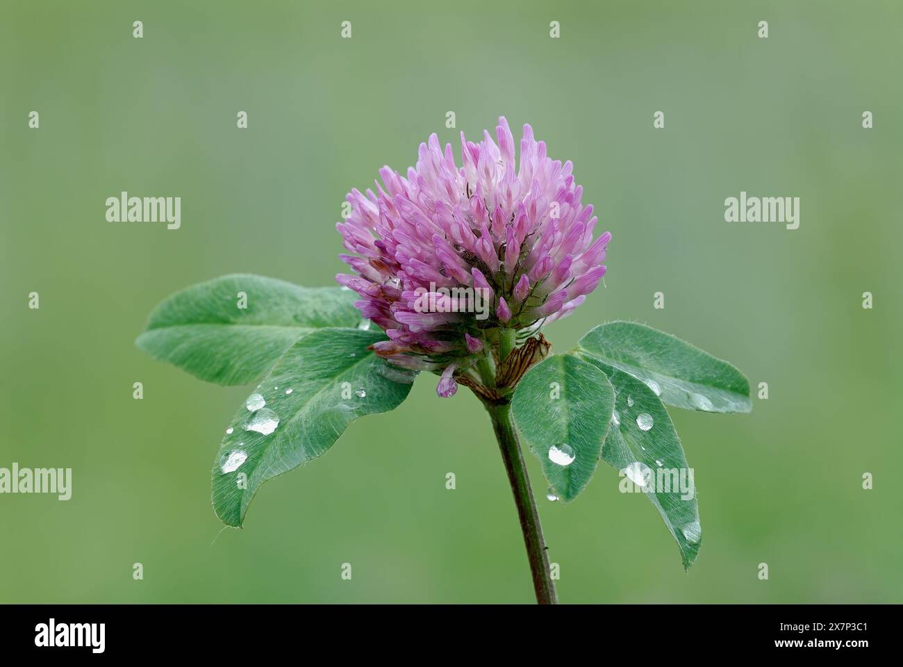 Clover flower, Trifolium pratense after rain, close up. With water drops on the leaves. Isolated on natural green background. Trencin, Slovakia Stock Photo