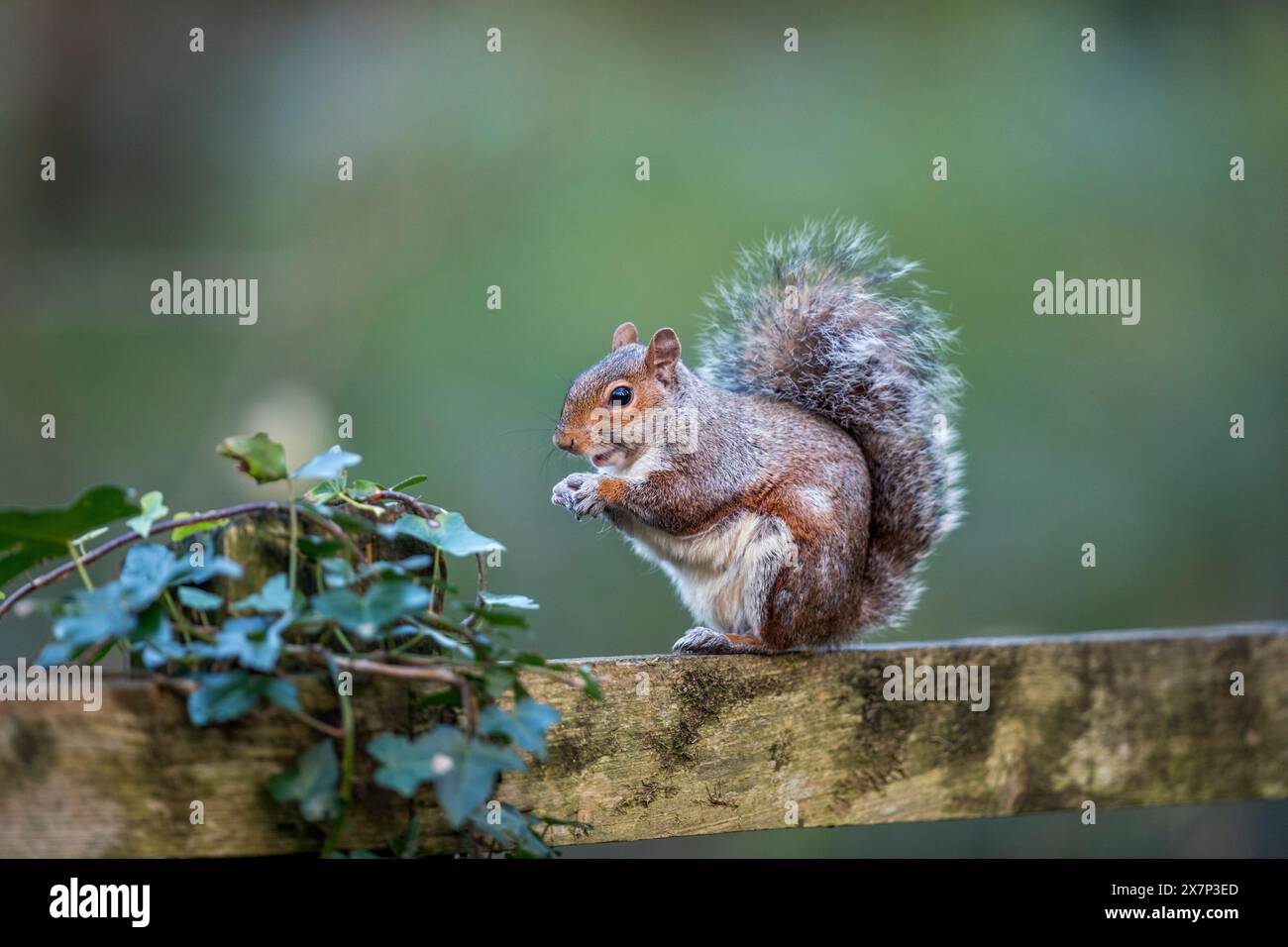 Grey Squirrel; Sciurus carolinensis; With Red Markings; UK Stock Photo