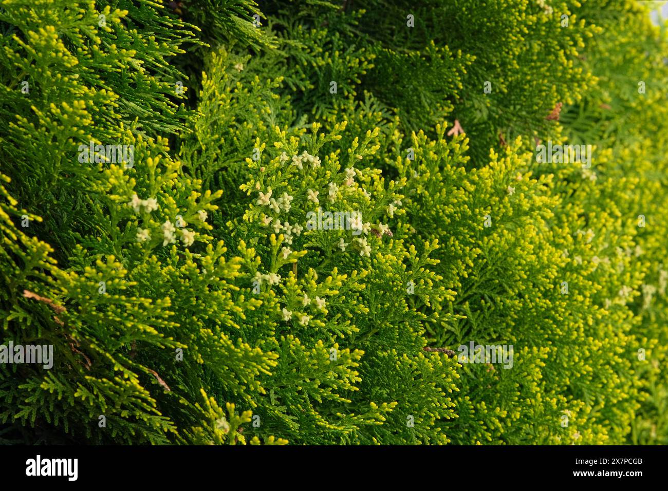 Evergreen tree. Cypress shrub in garden. Green bush. Spring. Stock Photo