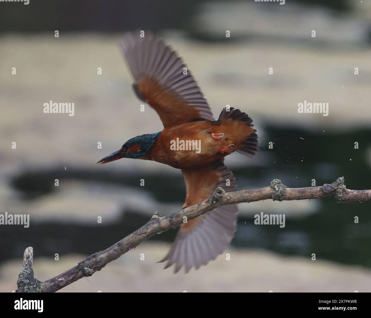 Purfleet Essex UK 21st May 2024 Kingfisher In Flight At RSPB purfleet-essex-uk-21st-may-2024-kingfisher-in-flight-at-rspb