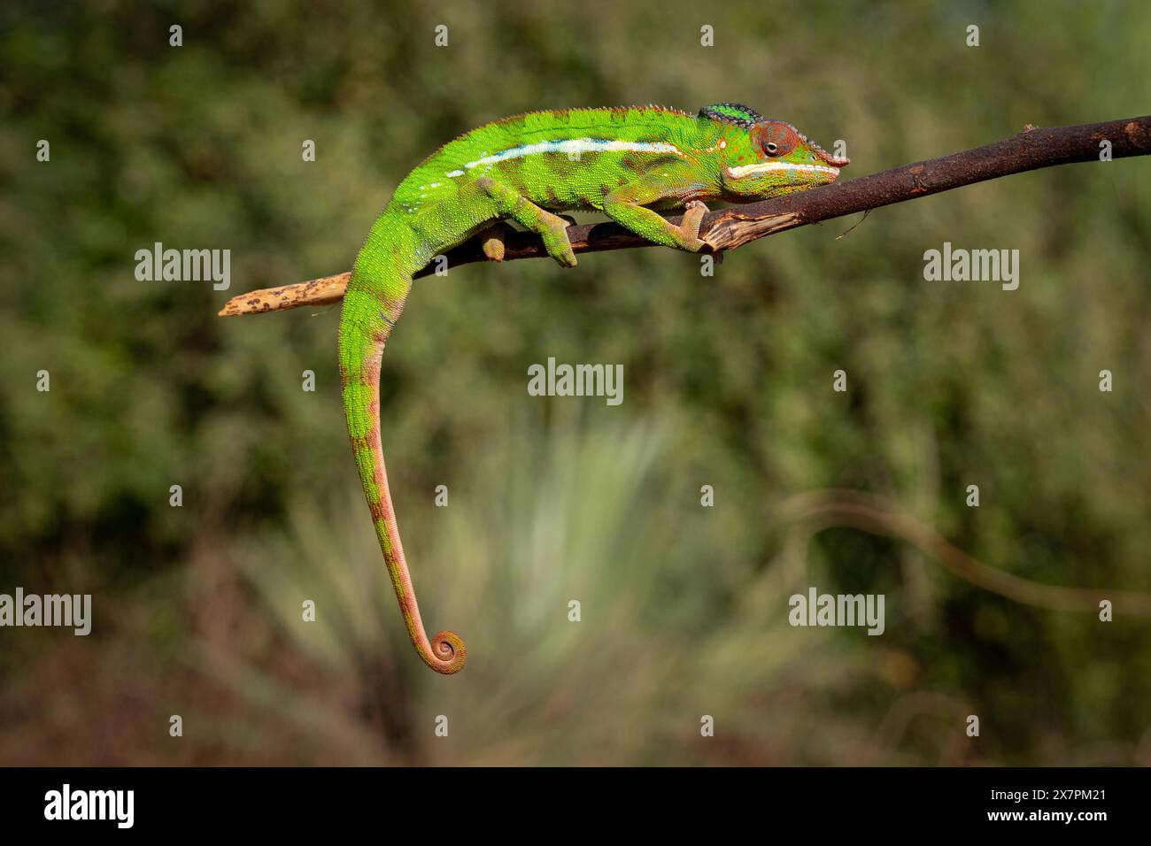 Chameleons in their habitat Stock Photo