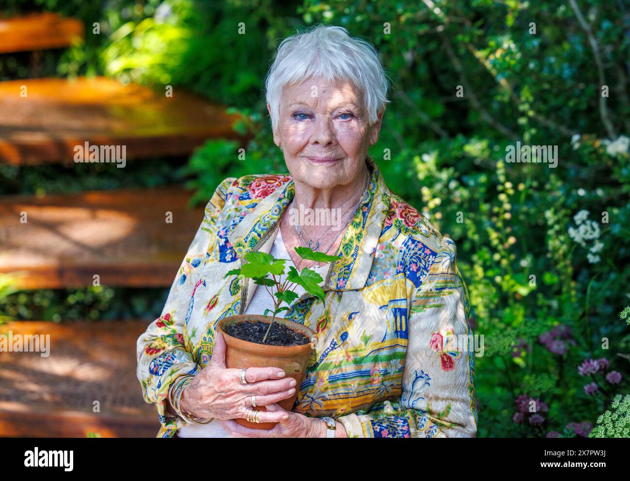 Dame Judi Dench with a seedling from the Sycamore Gap tree in The
