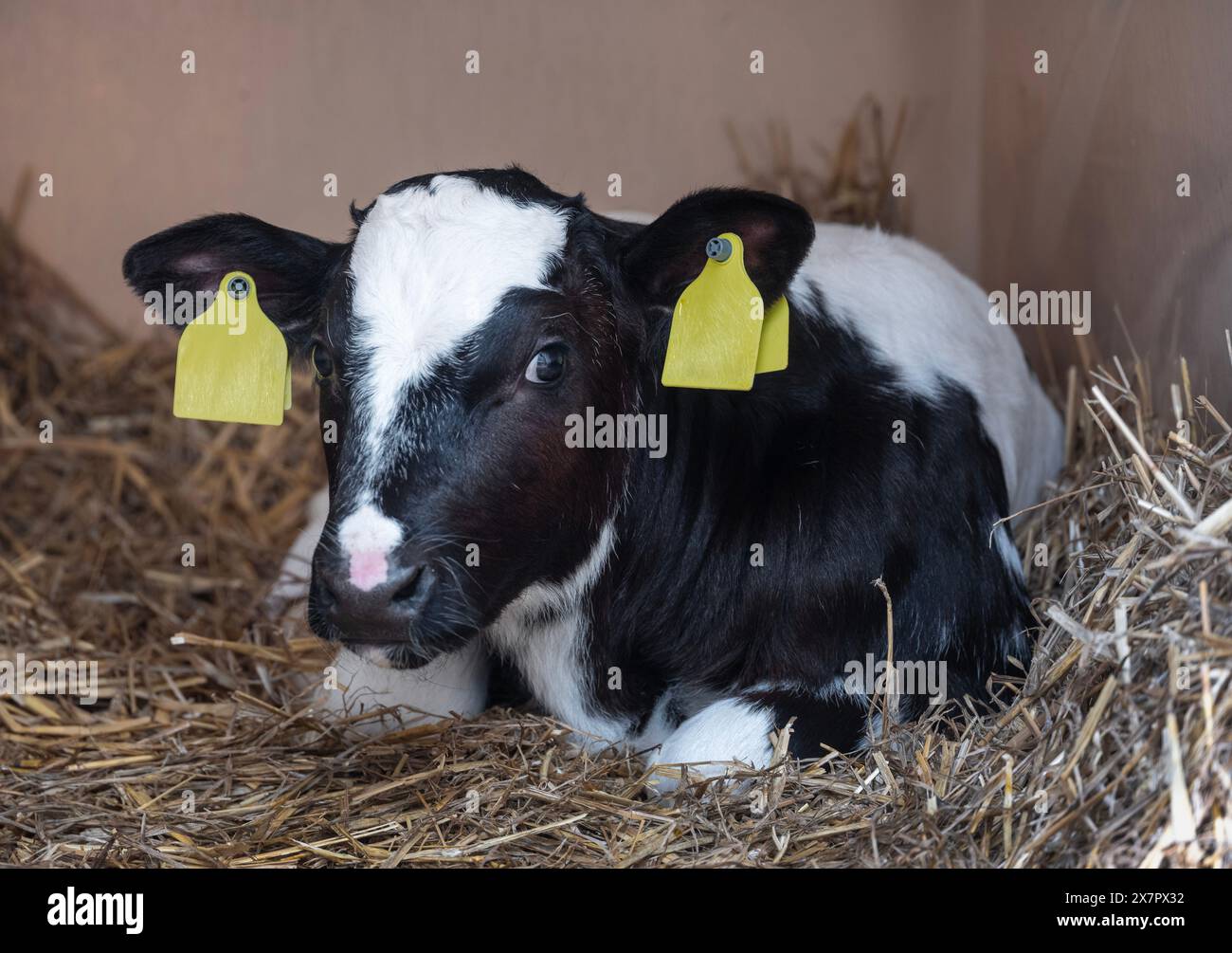 Black white spotted calves hi-res stock photography and images - Alamy