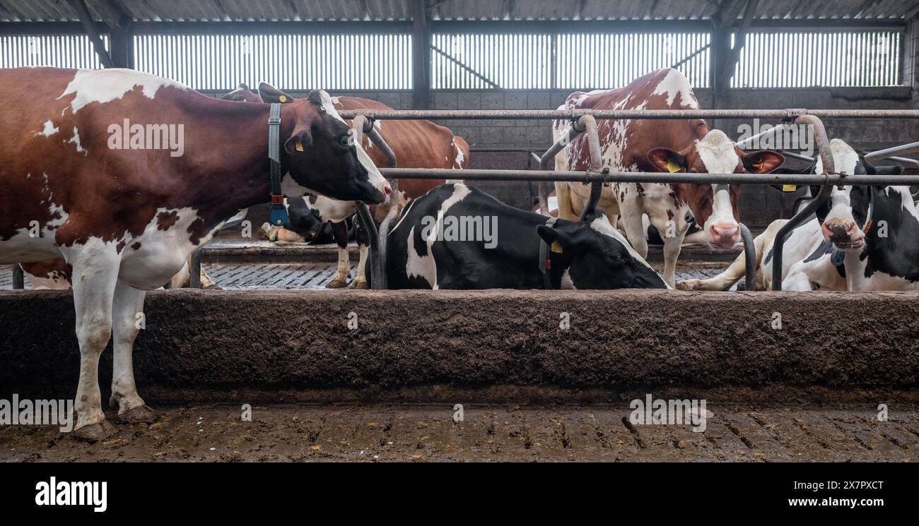 row of black and white holstein cows inside barn on dutch farm in ...
