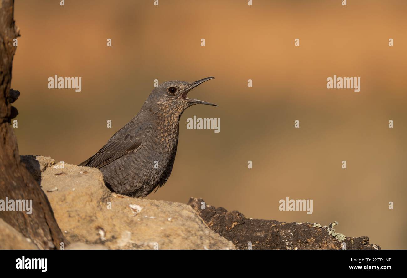 Blue Rock Thrush male with open beak, perched and singing against a ...