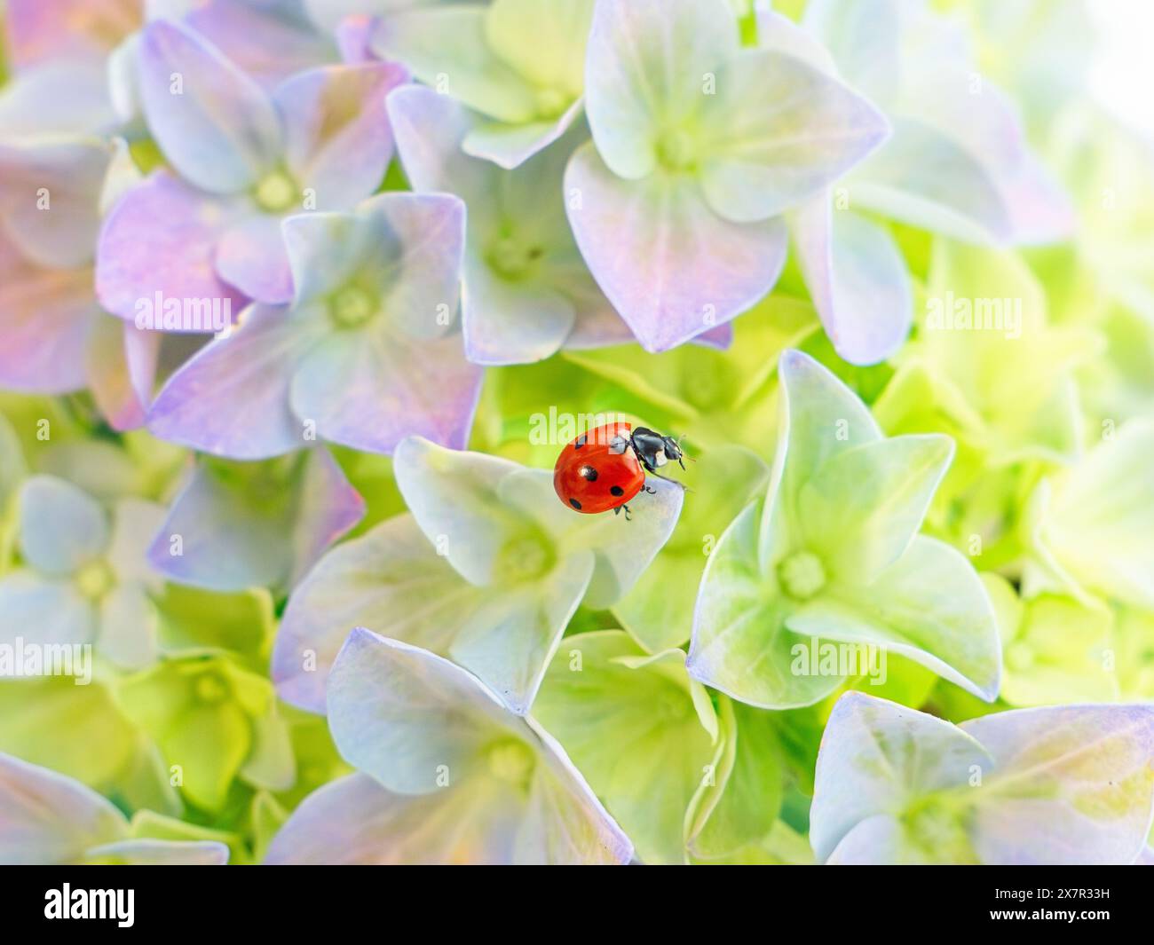 A vibrant ladybug explores the soft hues of a hydrangea flower cluster showcasing nature's marvel in macro photography. Stock Photo