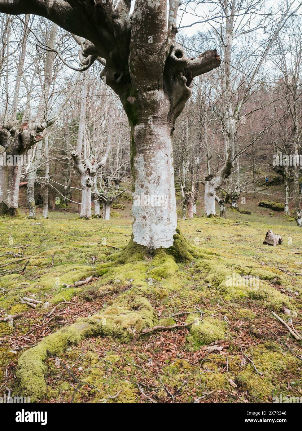 Old majestic tree hi-res stock photography and images - Alamy