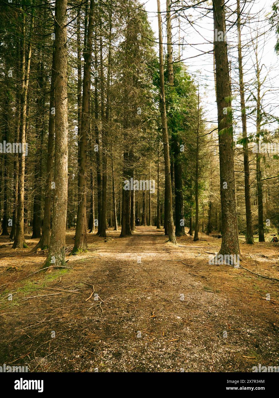 Forest path tall trees sunlight hi-res stock photography and images - Alamy