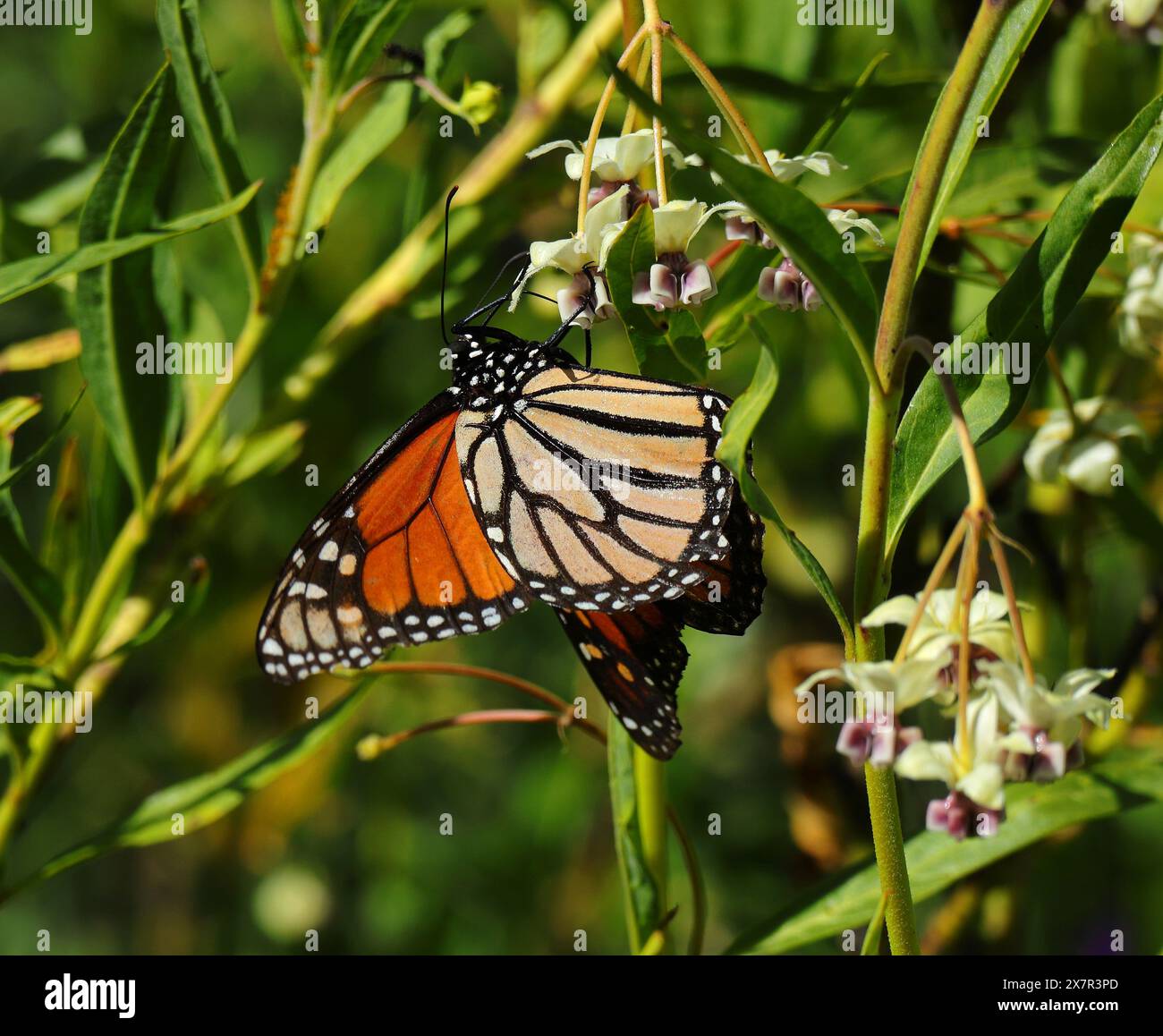 A Monarch butterfly - Danaus plexippus, feeding on African milkweed in ...