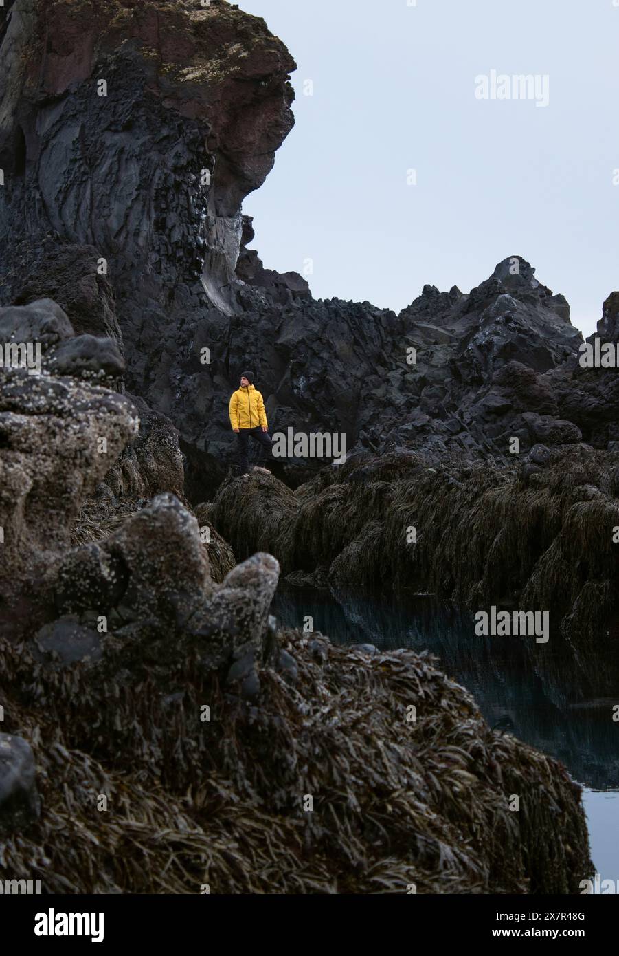 A lone explorer in a bright yellow jacket stands amid the dramatic black rocks and seaweed-covered cliffs of Iceland's rugged coastline, highlighting Stock Photo