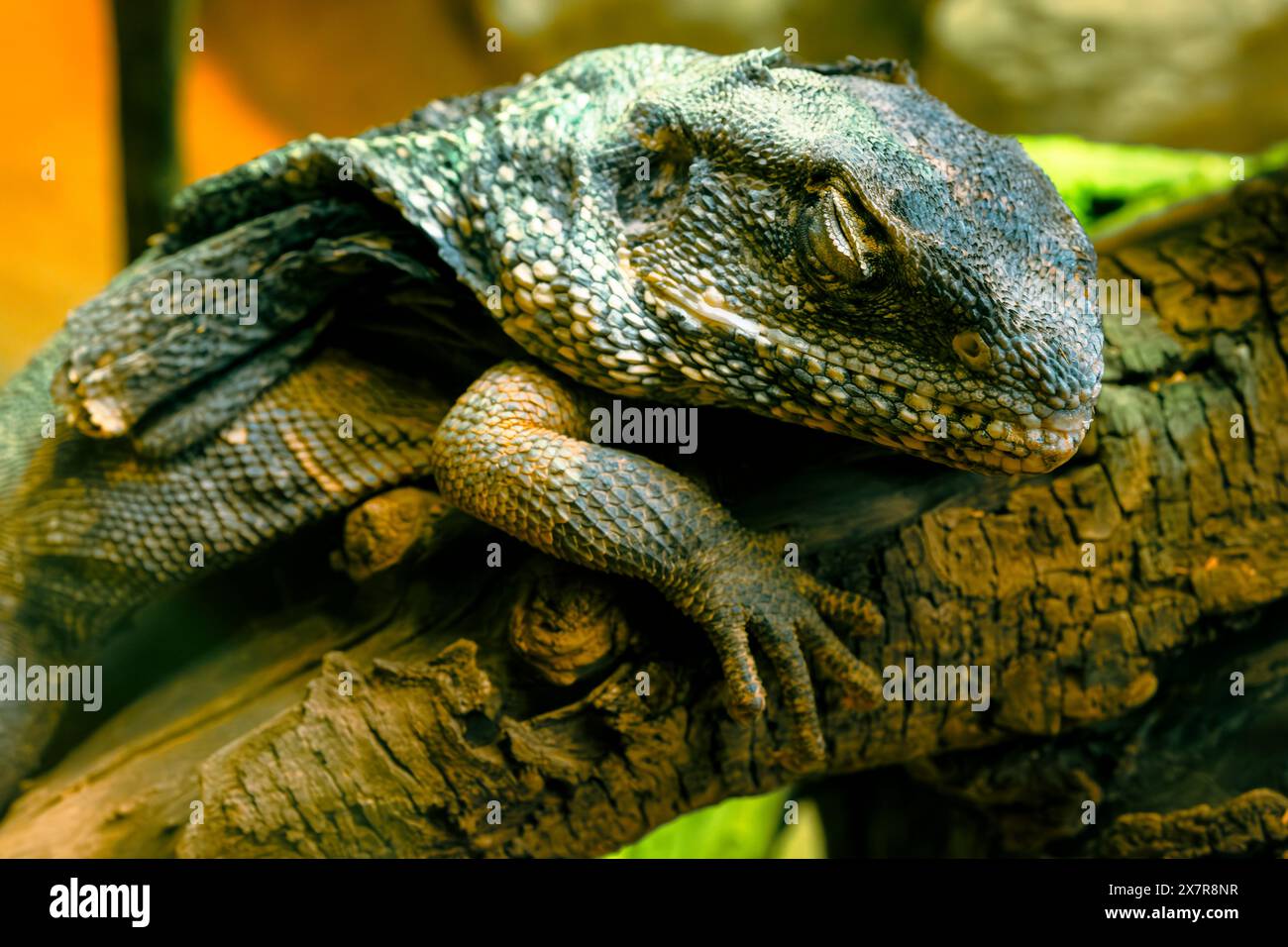 A Dragon lizard is seen resting peacefully on a tree branch. Its textured skin blends with the bark, creating a natural camouflage. Daylight highlight Stock Photo