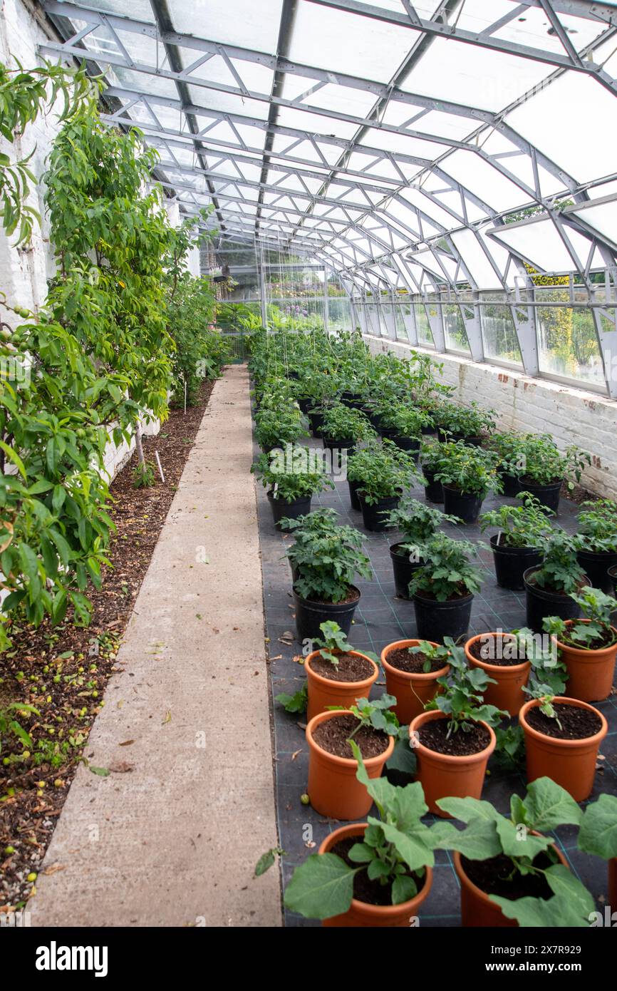 Rows of tomato plants growing in pots inside a commercial greenhouse ...