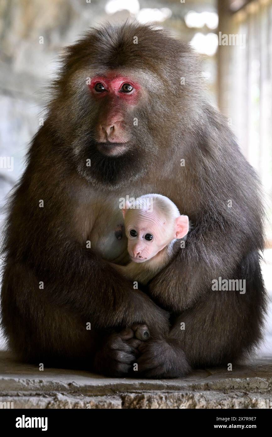 (240521) HUANGSHAN, May 21, 2024 (Xinhua) Huangshan stumptailed