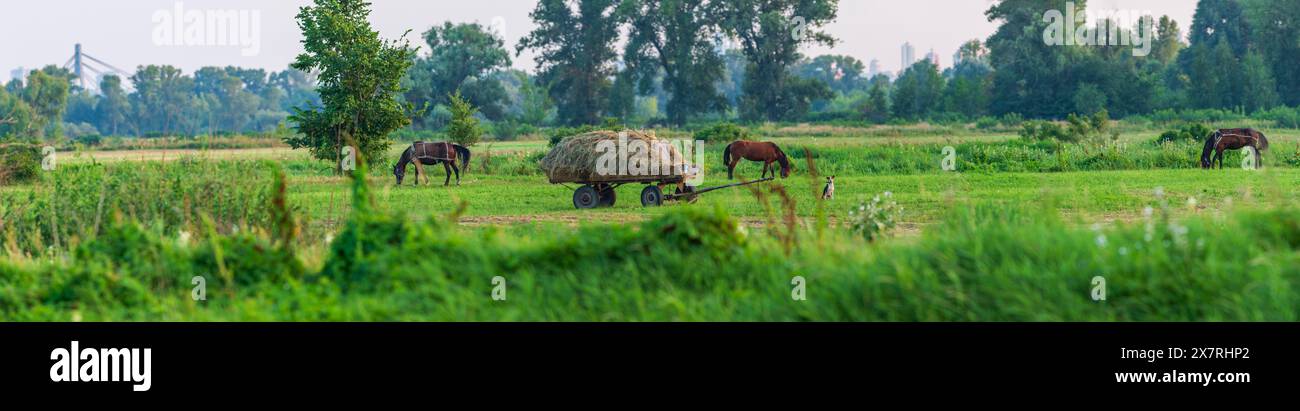 A scene from the life of a farm with a cart loaded with hay and horses ...