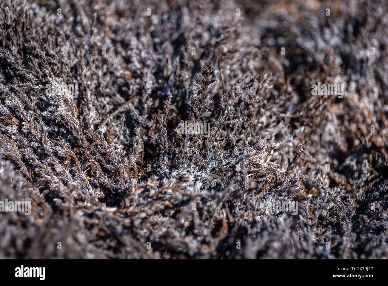 Black dead moss covered with volcanic ashes after eruption in Fagradalsfjall volcano lava field, Iceland, close-up view. Stock Photo