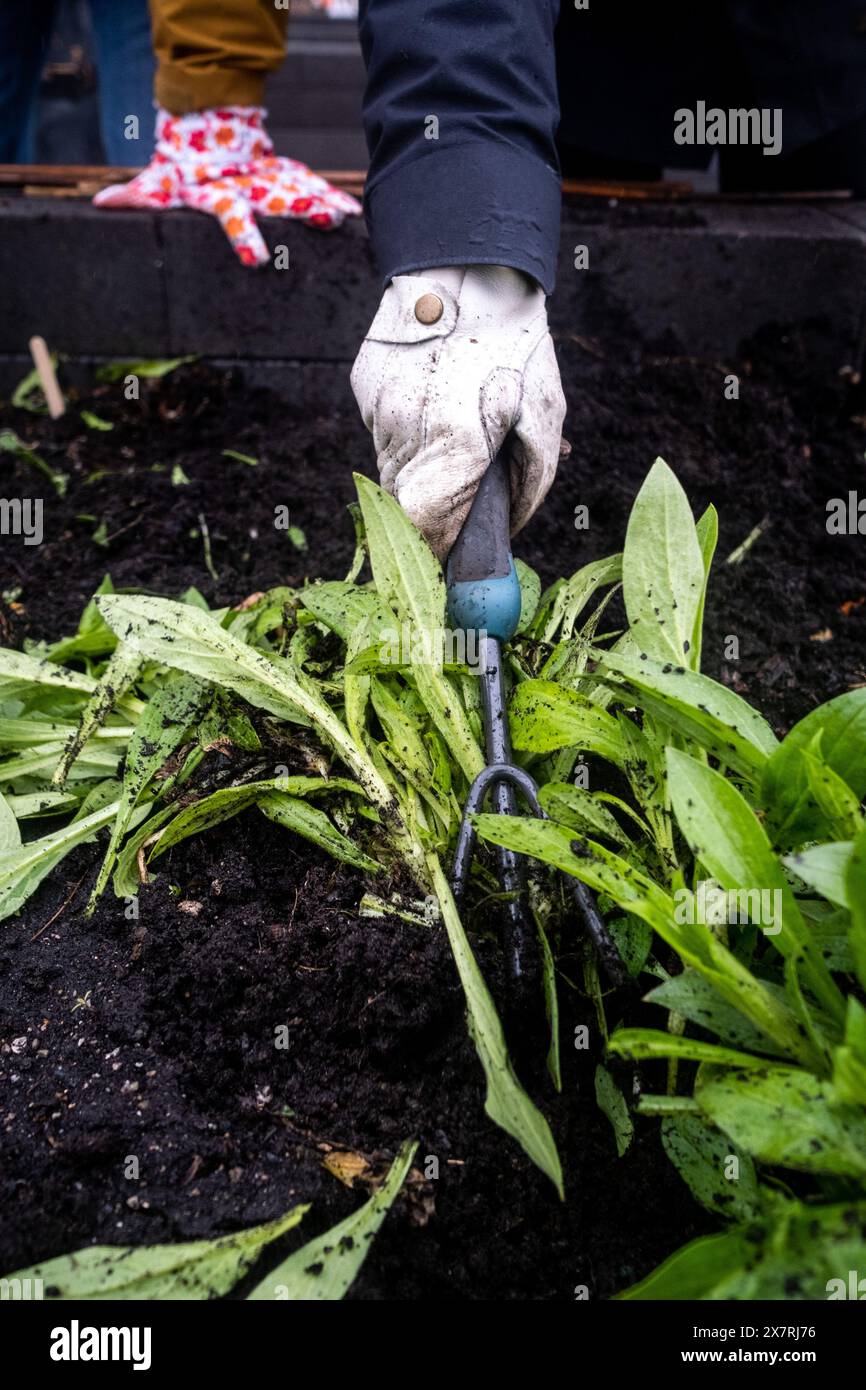 A woman pulling weeds in the shared community garden on the terrace of ...