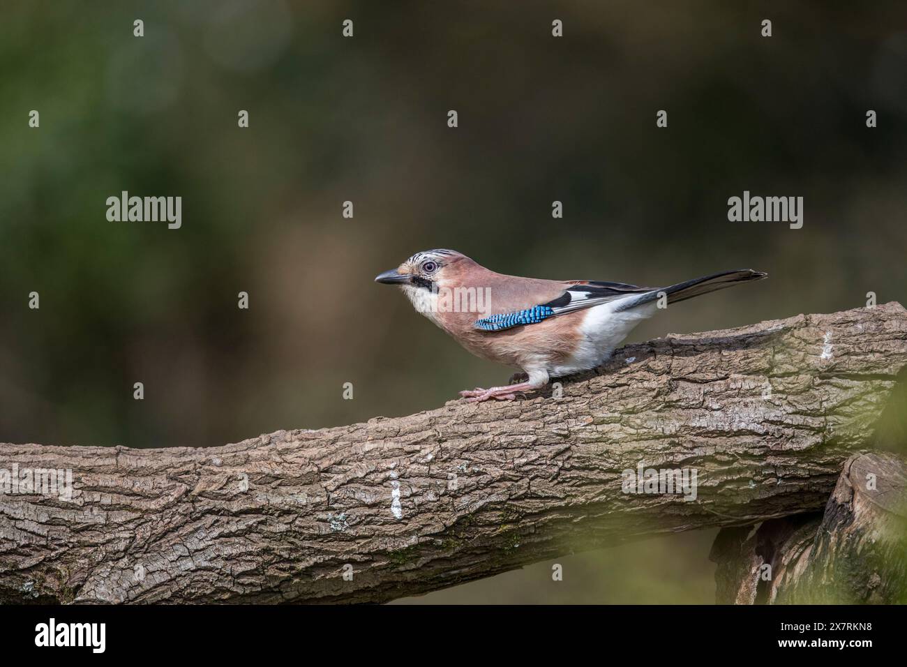 Jay; Garrulus glandarius; on Log; UK Stock Photo