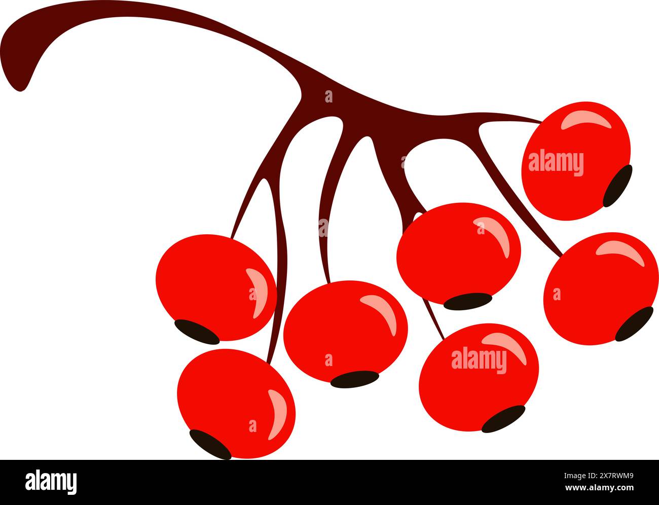 Cluster of cherries hanging from branch Stock Vector