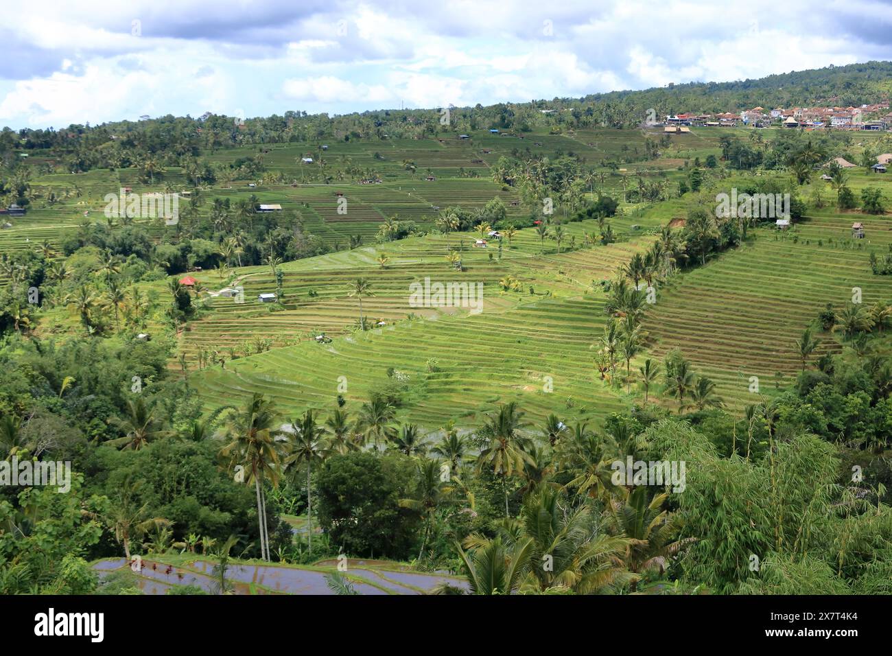 Tabanan Rise Field the terrace rice fields near Senganan, Penebel, Tabanan, Bali ...