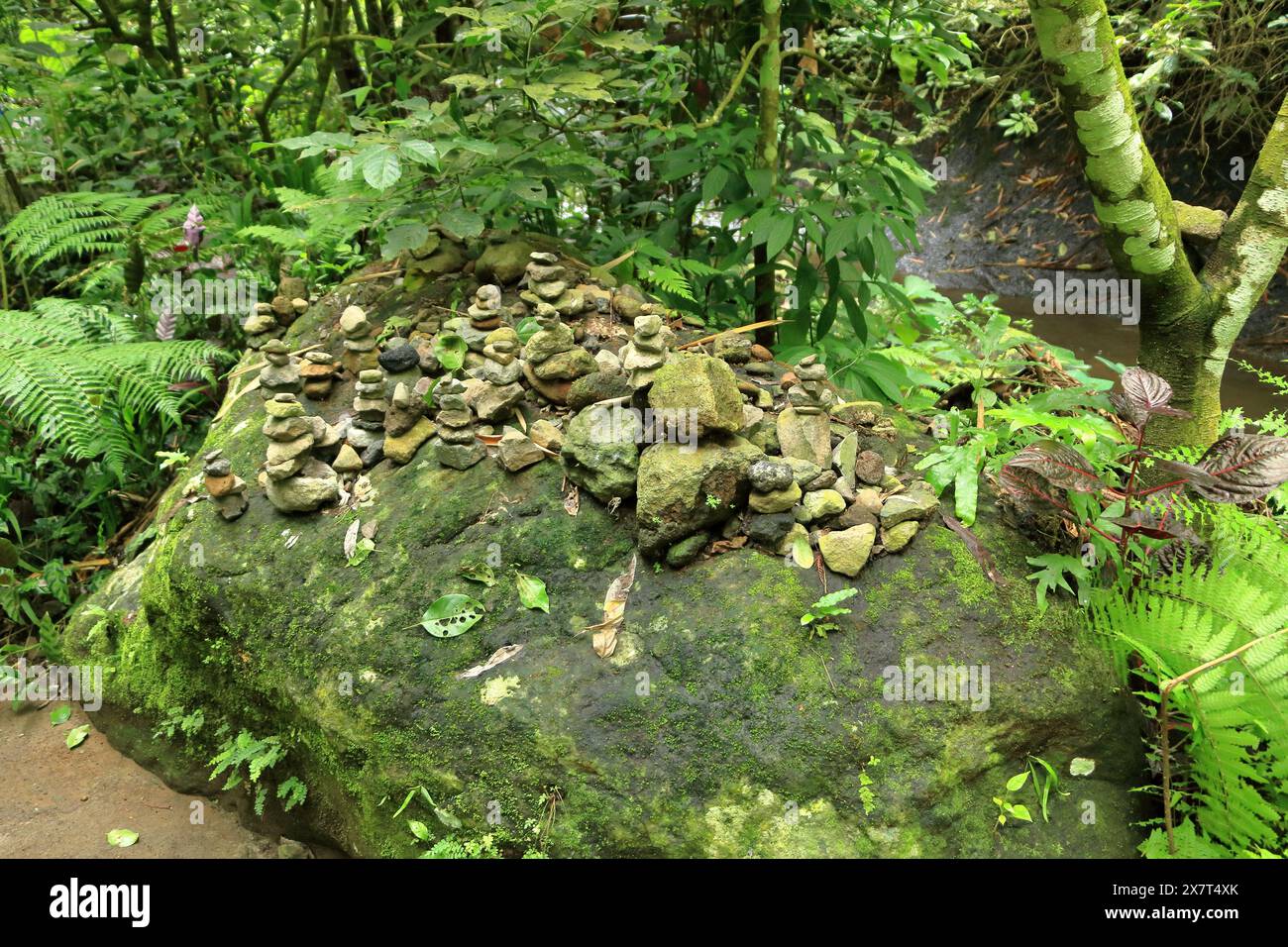 Small waterfall palm tree hi-res stock photography and images - Alamy