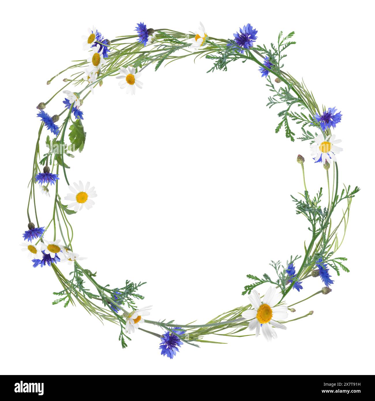 Wreath of beautiful wild flowers isolated on white Stock Photo - Alamy