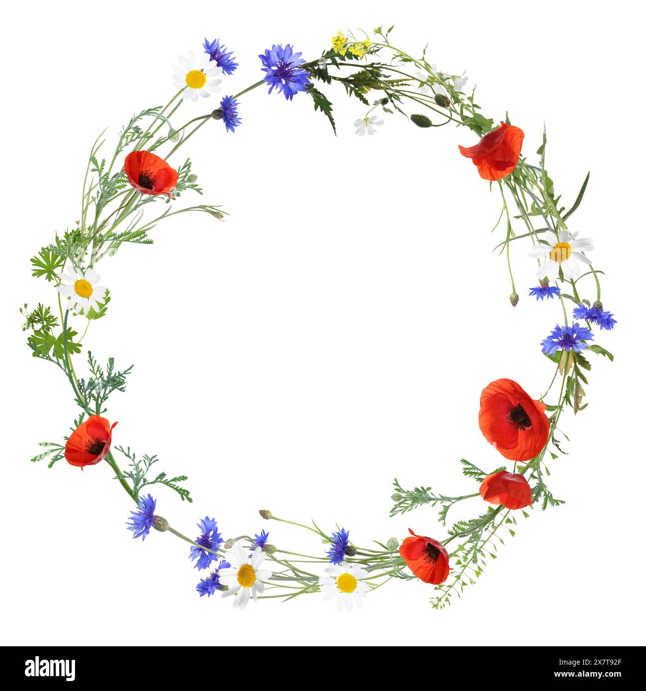 Wreath of beautiful wild flowers isolated on white Stock Photo - Alamy